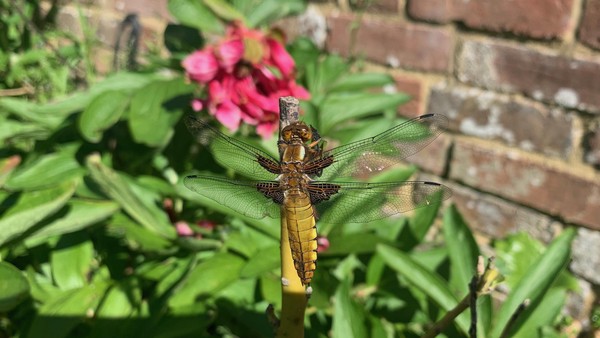 {"colorSpace":"kCGColorSpaceDisplayP3","cameraType":"Wide","macroEnabled":false,"qualityMode":2,"deviceTilt":-0.024502143263816833,"customExposureMode":0,"extendedExposure":false,"whiteBalanceProgram":0,"cameraPosition":1,"focusMode":0}